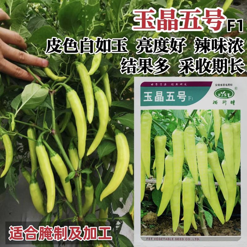 玉晶五号辣椒种子腌制加工泡椒种子白玉辣椒种籽中辣结果多