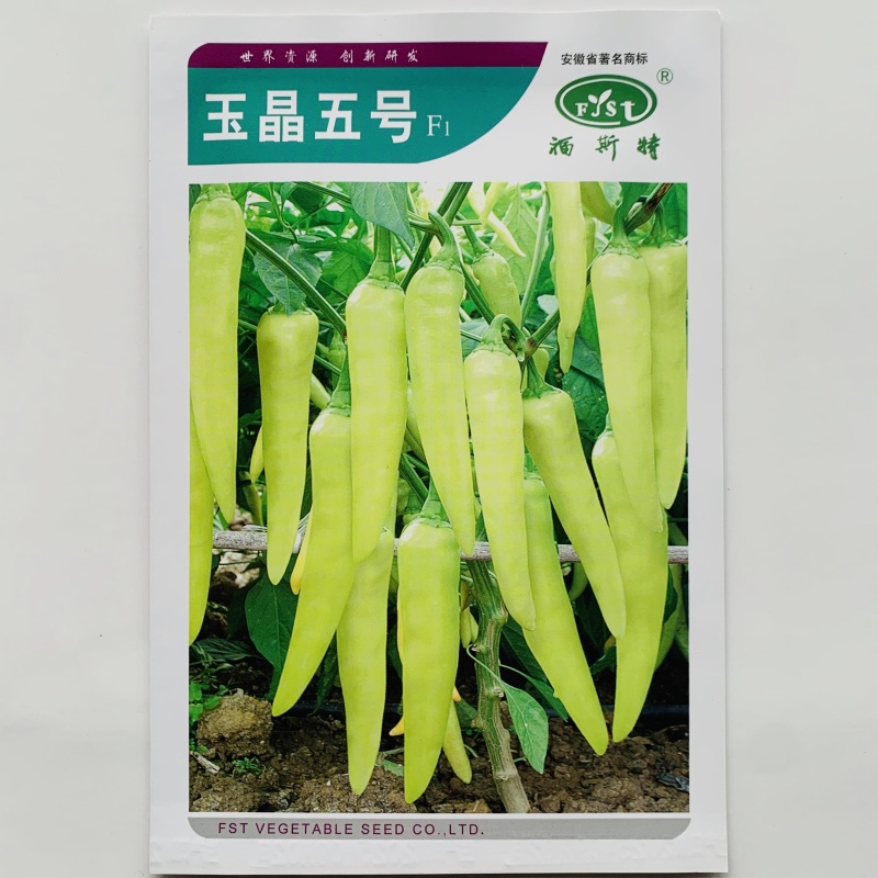 玉晶五号辣椒种子腌制加工泡椒种子白玉辣椒种籽中辣结果多