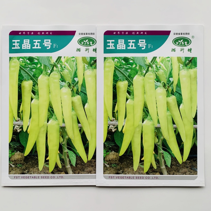 玉晶五号辣椒种子腌制加工泡椒种子白玉辣椒种籽中辣结果多
