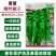 奎苗螺丝椒王辣椒种子皮薄香辣螺丝椒种子牛角型辣椒辣味浓