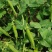范记益寿大粒豆仁727豌豆种子大粒糖度高单荚高产