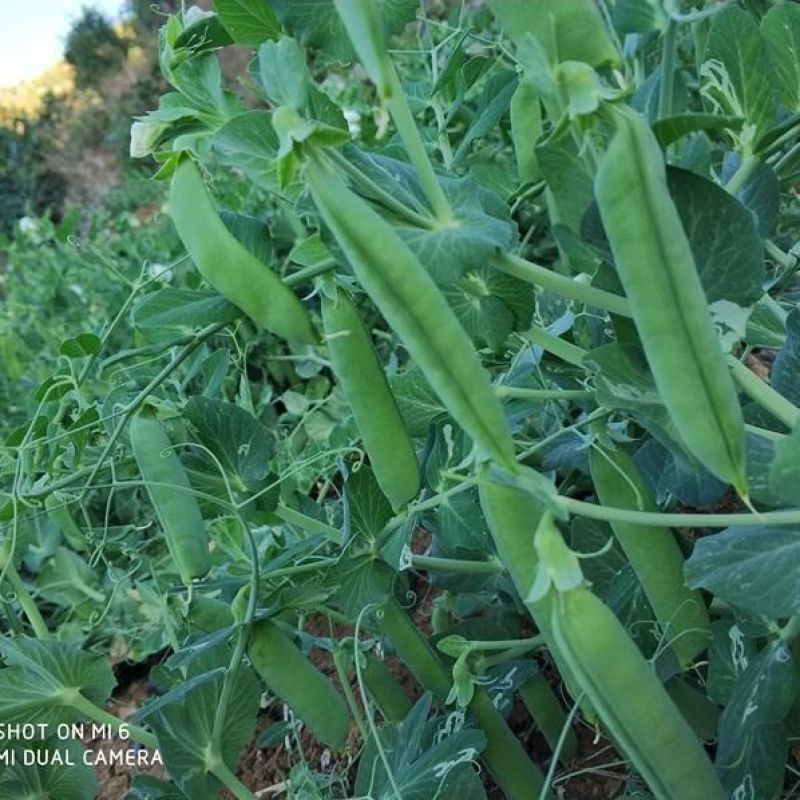 范记益寿大粒豆仁727豌豆种子大粒糖度高单荚高产