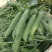 范记益寿大粒豆仁727豌豆种子大粒糖度高单荚高产