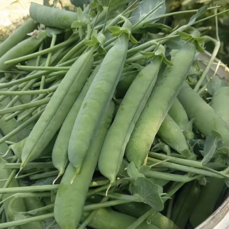 范记益寿大粒豆仁727豌豆种子大粒糖度高单荚高产