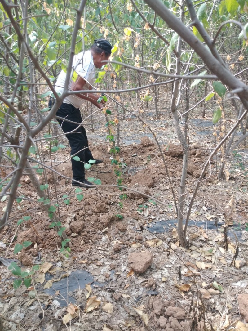 翅果油树