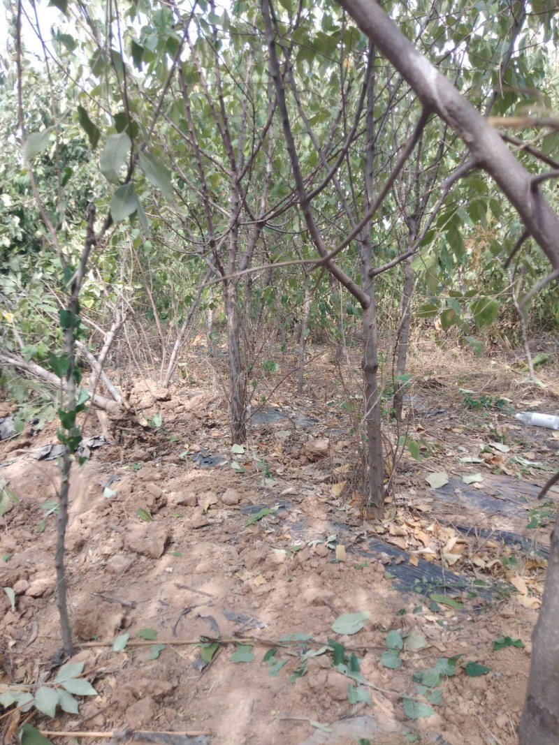 翅果油树