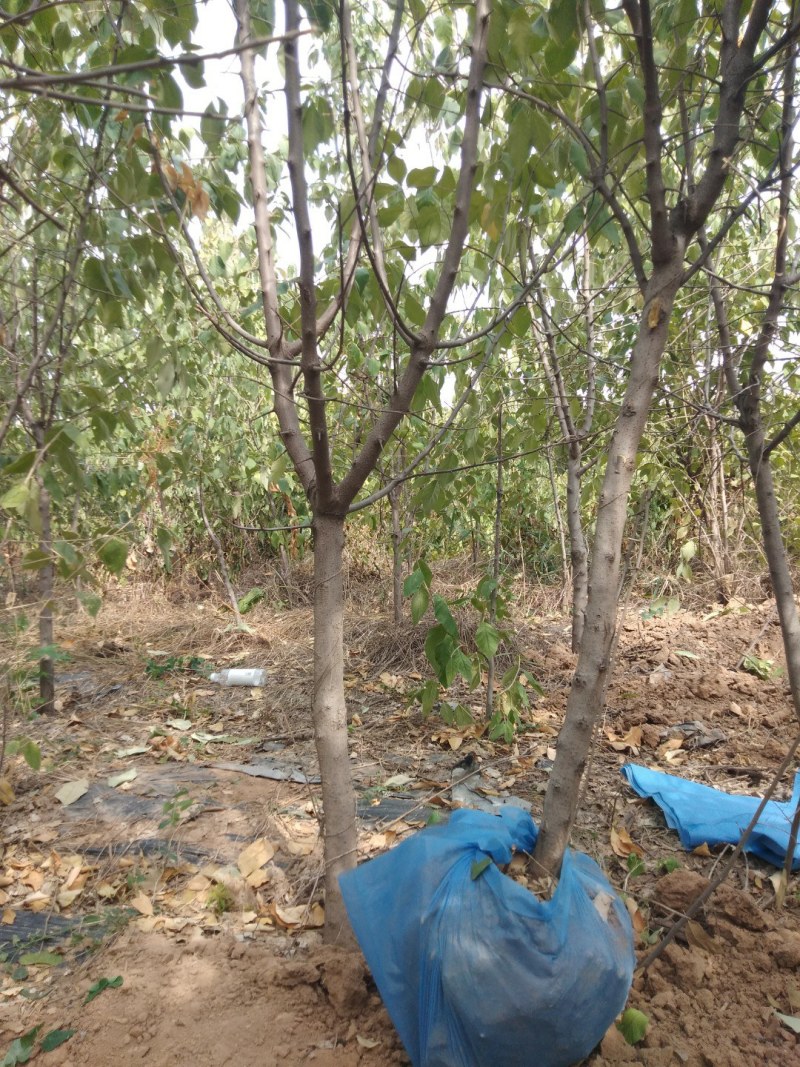 翅果油树