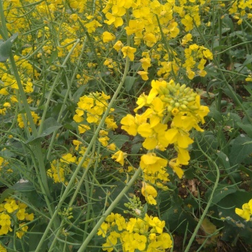 康油61油菜种子秋播矮杆抗倒甘蓝型雄性不育两系杂交油菜