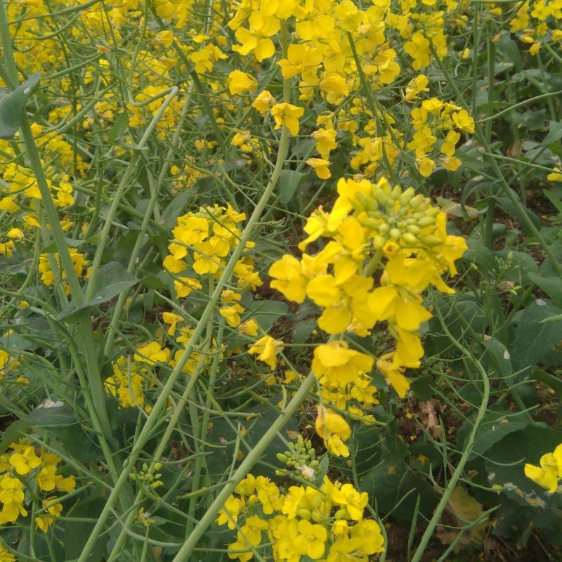 康油61油菜种子秋播矮杆抗倒甘蓝型雄性不育两系杂交油菜