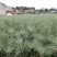 康油61油菜种子秋播矮杆抗倒甘蓝型雄性不育两系杂交油菜