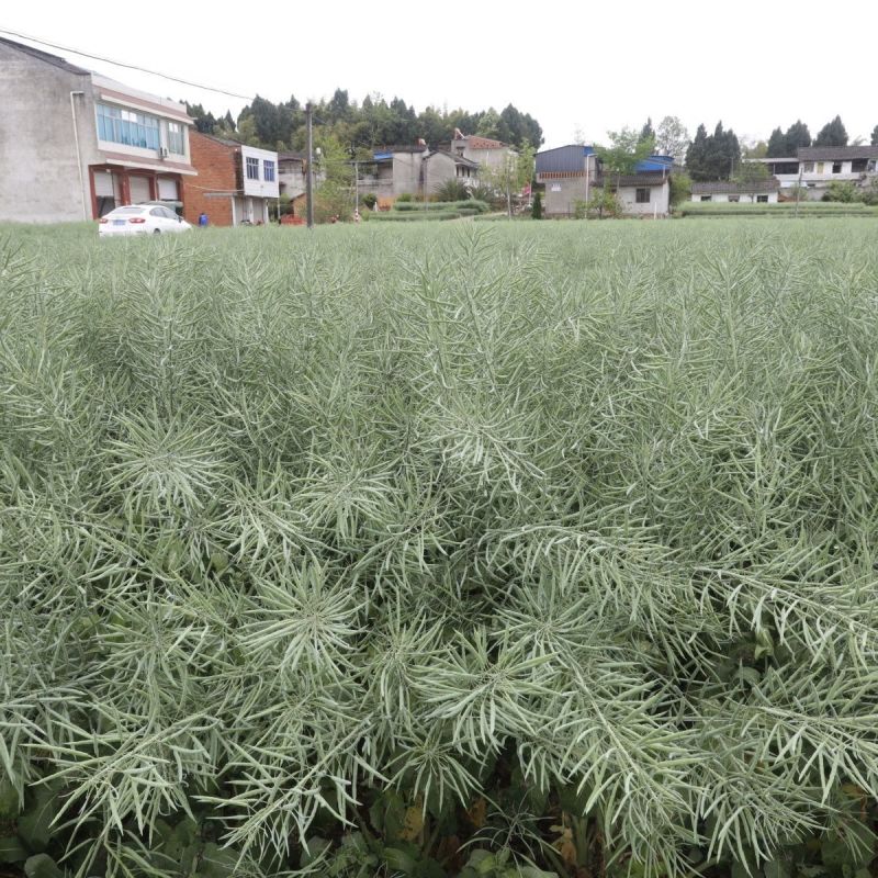 康油61油菜种子秋播矮杆抗倒甘蓝型雄性不育两系杂交油菜