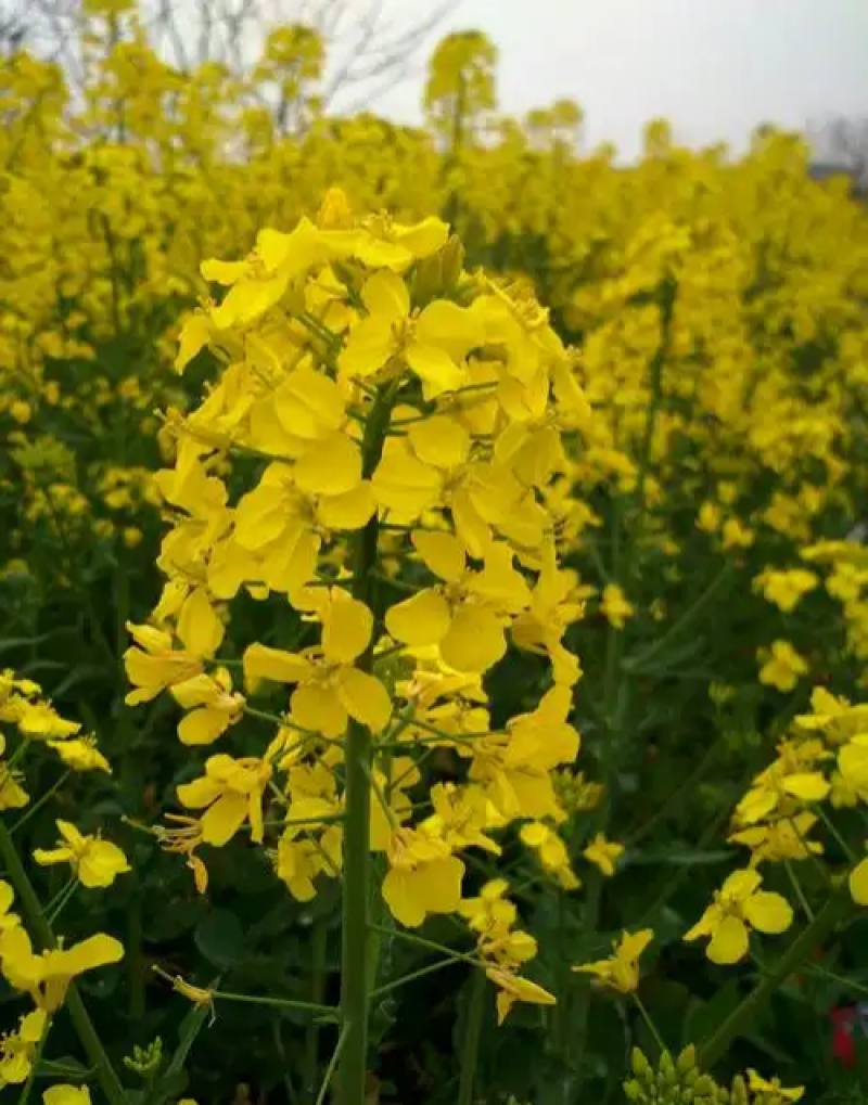 康油61油菜种子秋播矮杆抗倒甘蓝型雄性不育两系杂交油菜