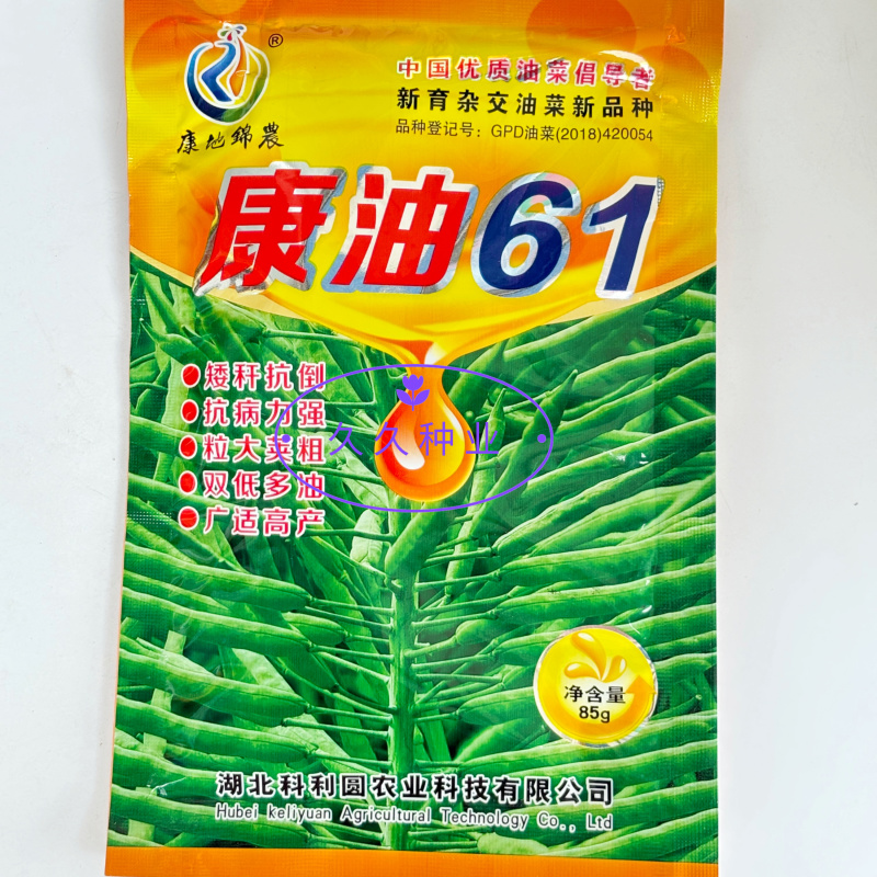 康油61油菜种子秋播矮杆抗倒甘蓝型雄性不育两系杂交油菜