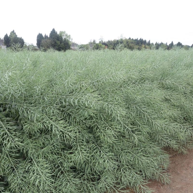 康油61油菜种子秋播矮杆抗倒甘蓝型雄性不育两系杂交油菜