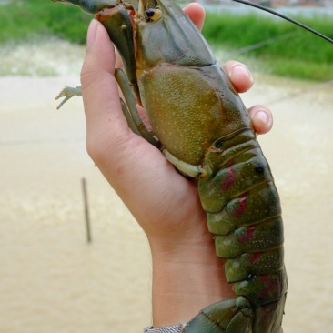 广东珠海澳洲淡水蓝龙虾