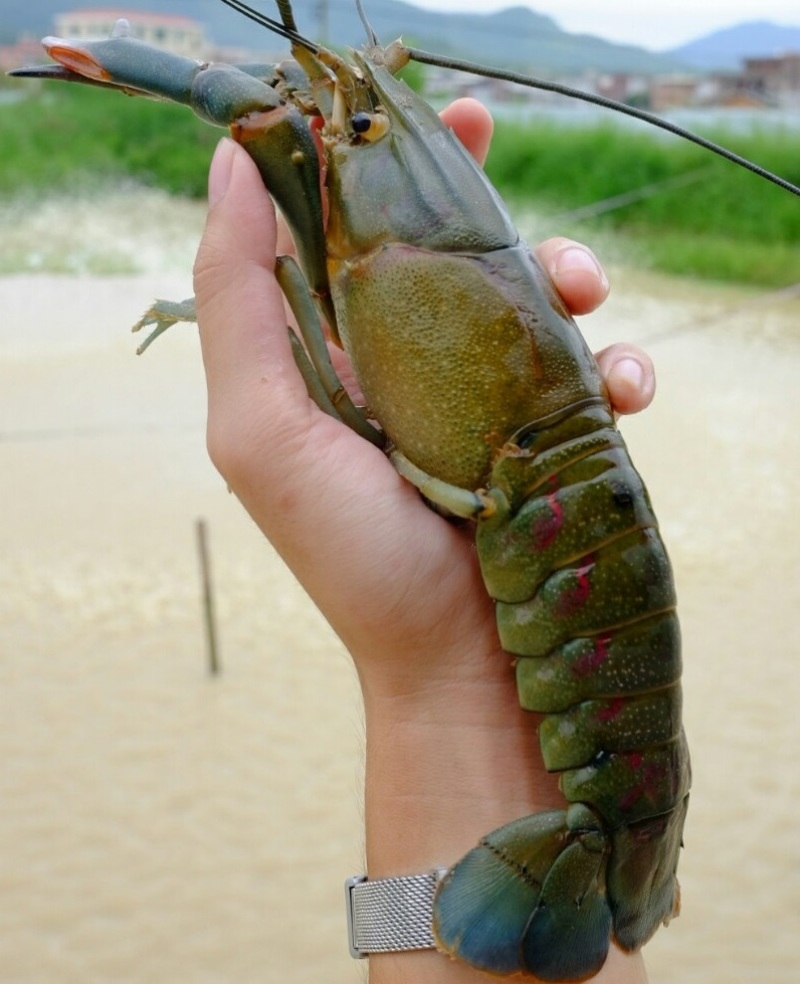 广东珠海澳洲淡水蓝龙虾