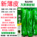 同乐新薄皮辣椒种子早熟绿色大果薄皮青椒种籽农家春秋大田蔬