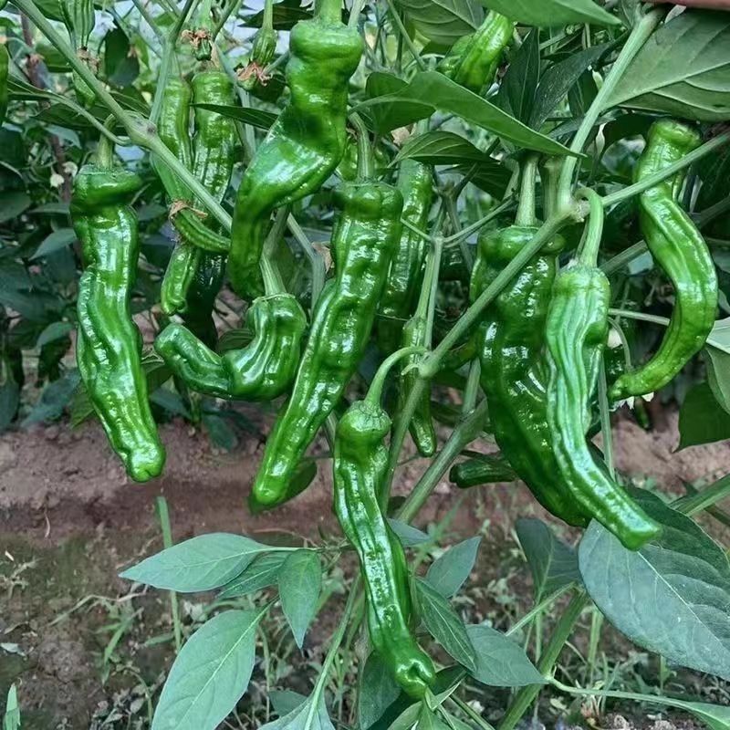 同乐黑帅皱皱皮辣椒种子早熟薄皮香辣黑皱皮辣椒种子高产优质