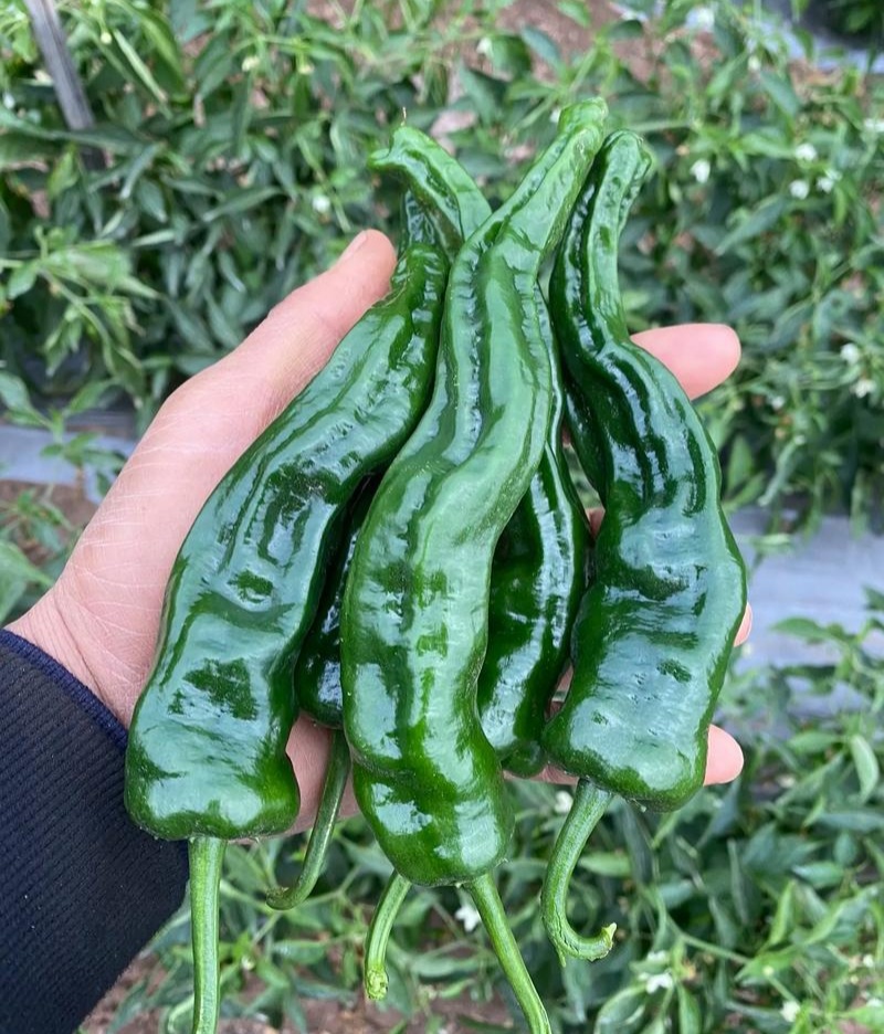 同乐黑帅皱皱皮辣椒种子早熟薄皮香辣黑皱皮辣椒种子高产优质