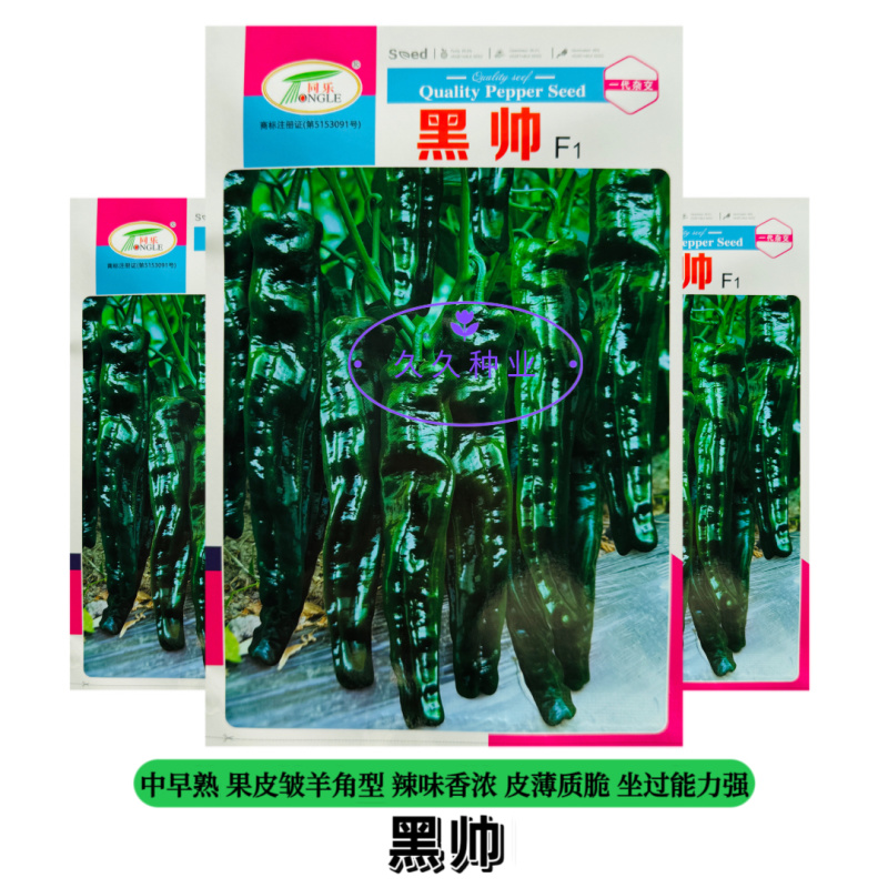 同乐黑帅皱皱皮辣椒种子早熟薄皮香辣黑皱皮辣椒种子高产优质
