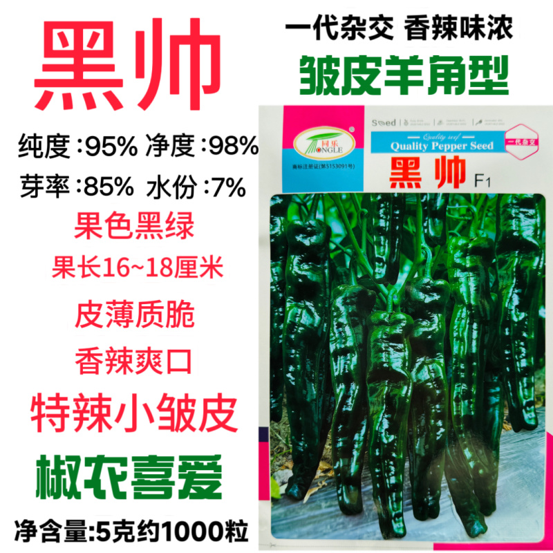 同乐黑帅皱皱皮辣椒种子早熟薄皮香辣黑皱皮辣椒种子高产优质