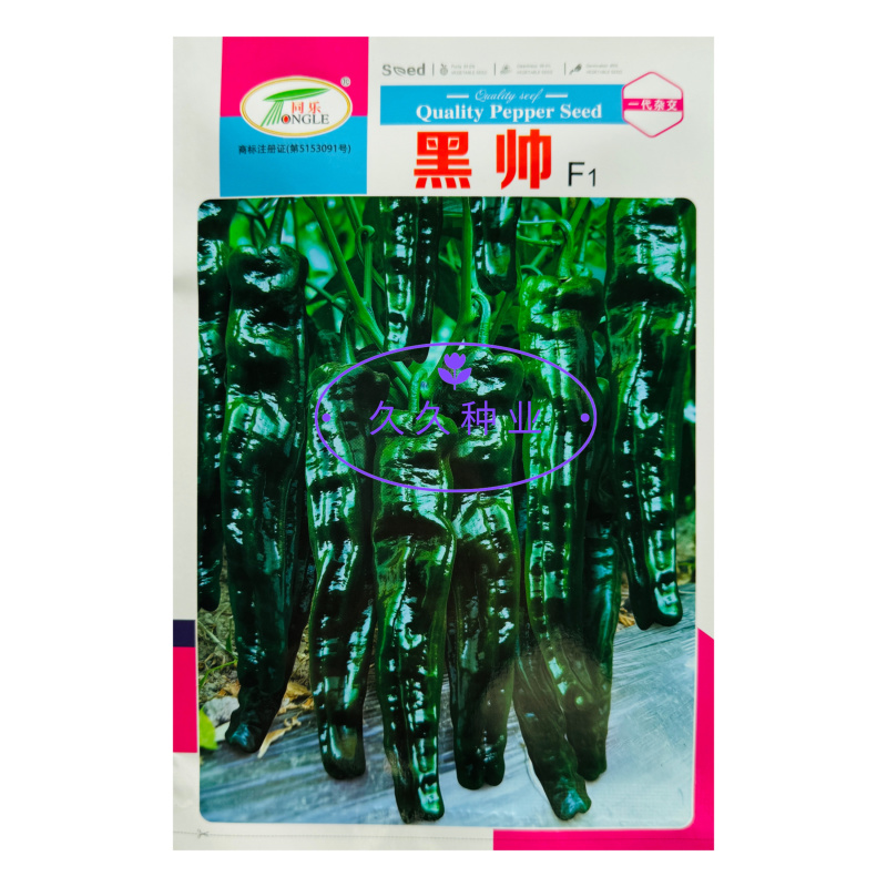 同乐黑帅皱皱皮辣椒种子早熟薄皮香辣黑皱皮辣椒种子高产优质