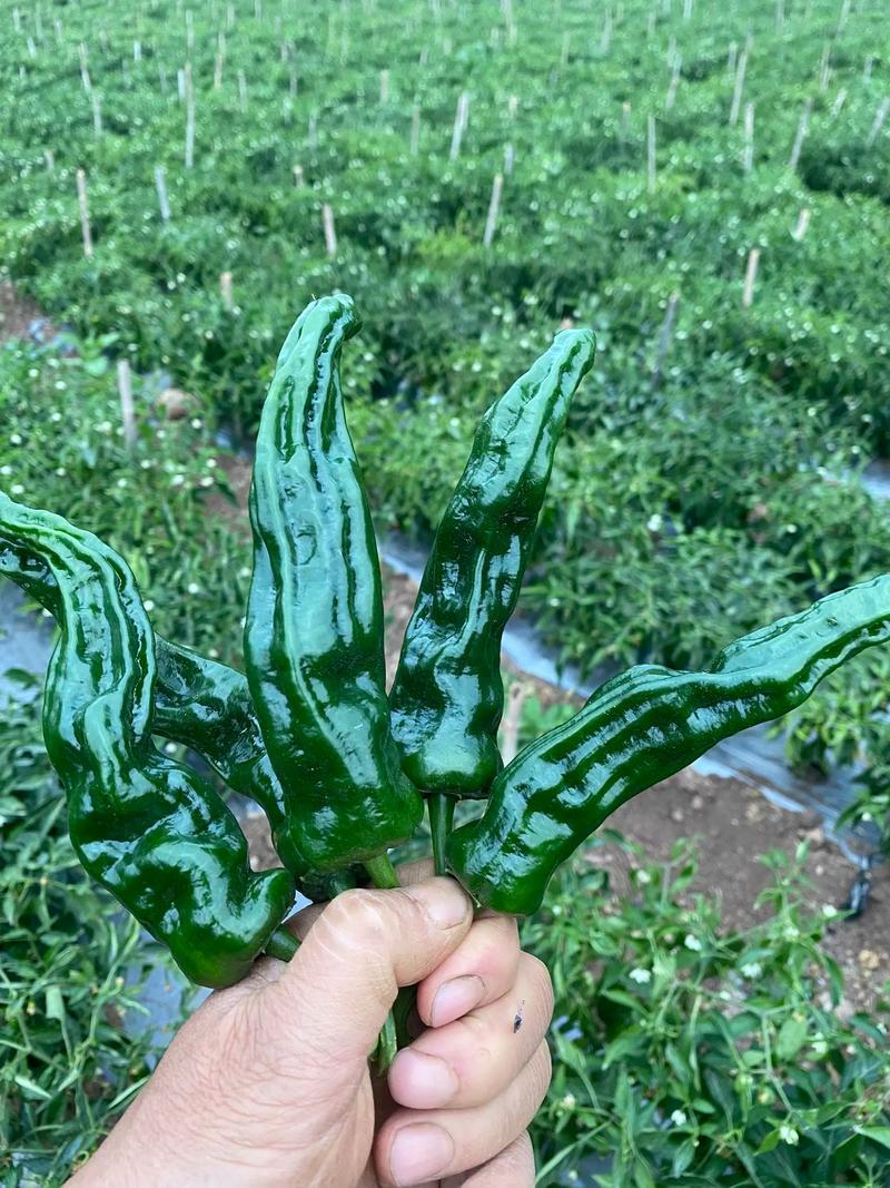 同乐黑帅皱皱皮辣椒种子早熟薄皮香辣黑皱皮辣椒种子高产优质
