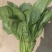 河南平顶山大叶菠菜产地稳定供货可视频看货欢迎咨询