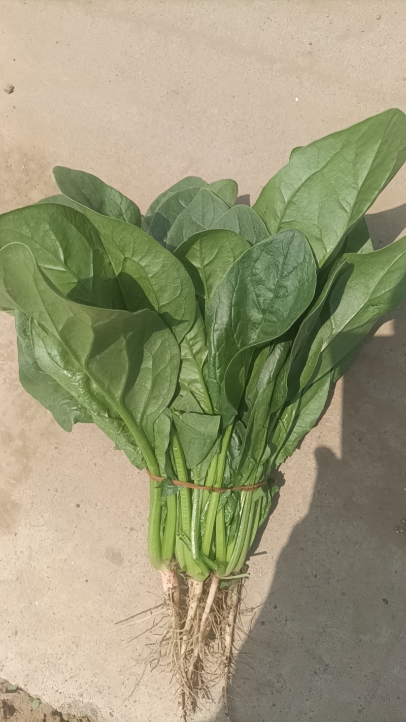 河南平顶山大叶菠菜产地稳定供货可视频看货欢迎咨询