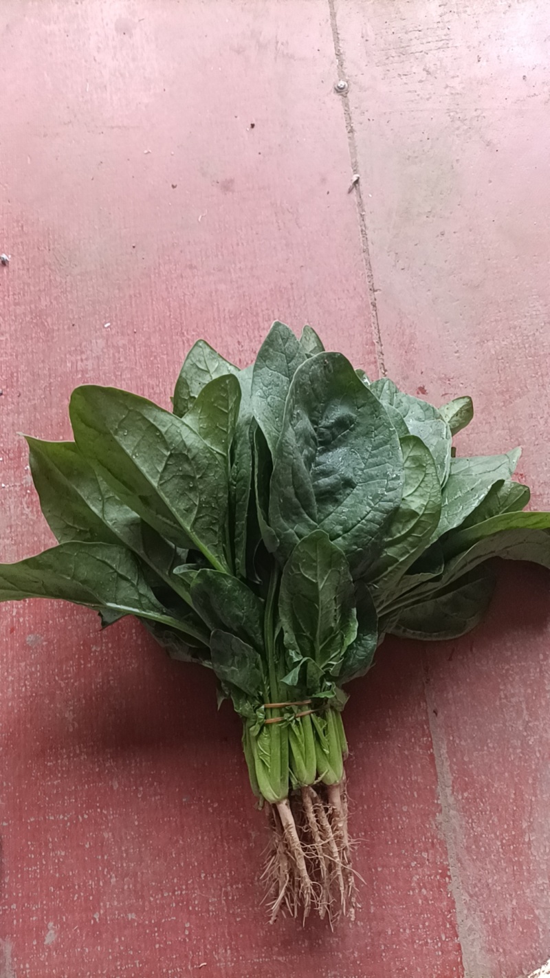 河南平顶山大叶菠菜产地稳定供货可视频看货欢迎咨询