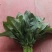 河南平顶山大叶菠菜产地稳定供货可视频看货欢迎咨询