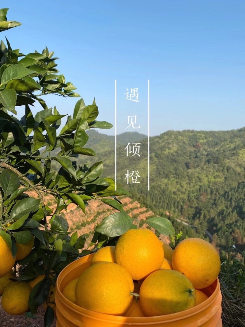秭归橙