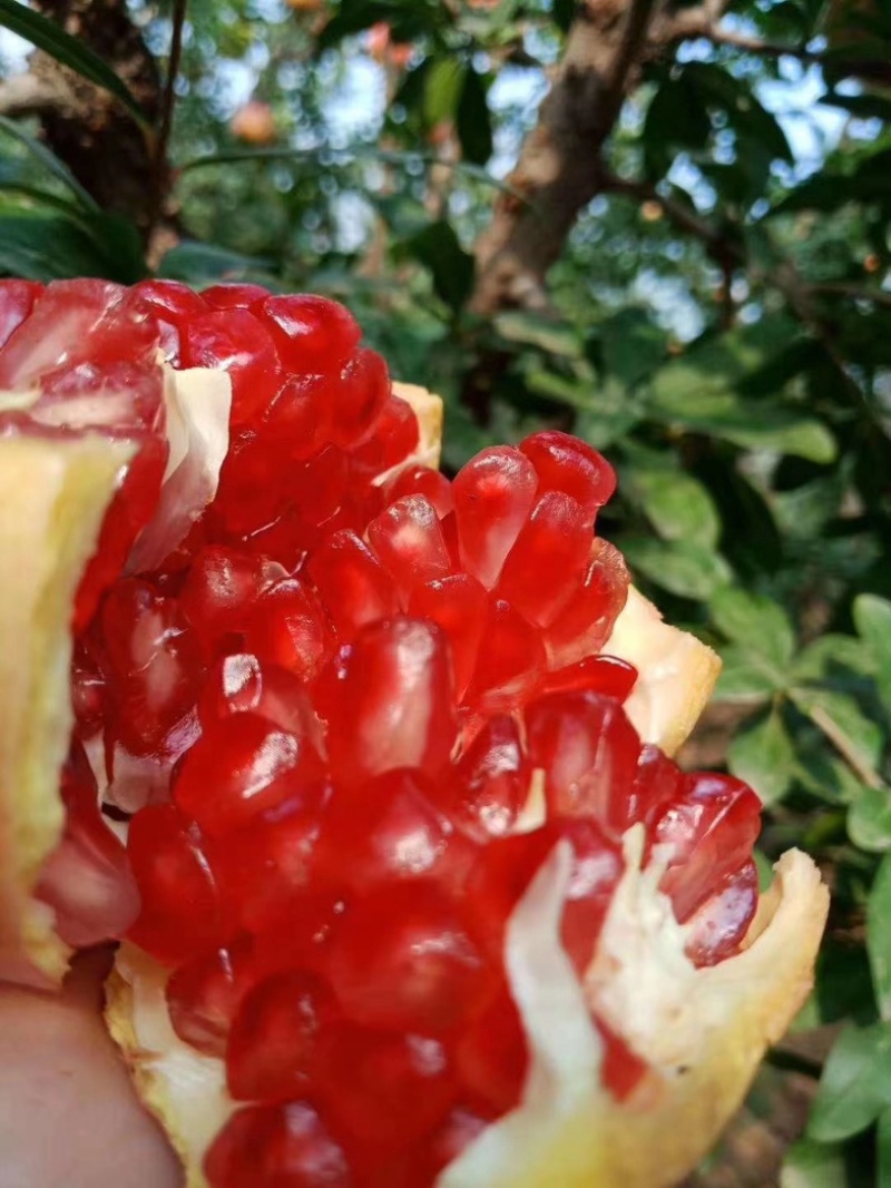 突尼斯软籽石榴百亩基地