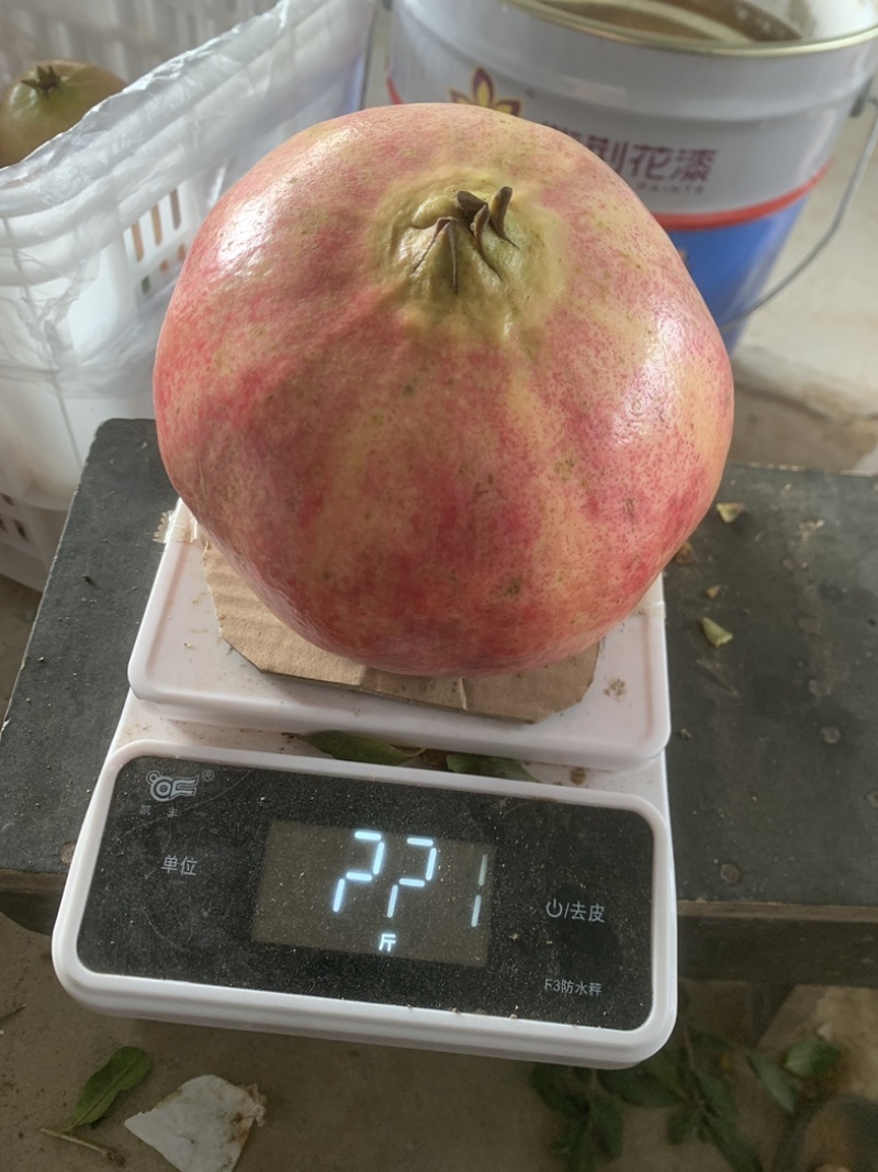 突尼斯软籽石榴百亩基地