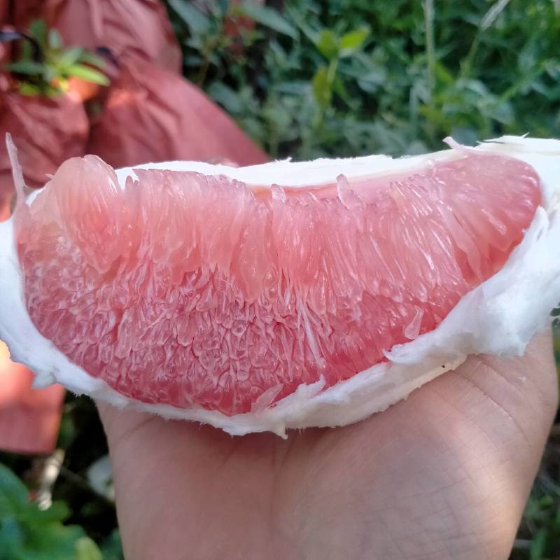 红心柚，精品果，果肉多汁，香甜可囗
