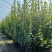 风车茉莉爬藤植物庭院阳台室内盆栽花苗四季开好养花卉耐热浓