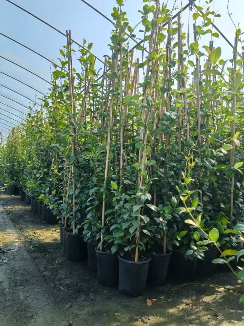 风车茉莉爬藤植物庭院阳台室内盆栽花苗四季开好养花卉耐热浓