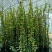 风车茉莉爬藤植物庭院阳台室内盆栽花苗四季开好养花卉耐热浓