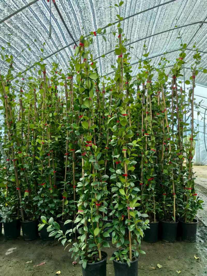 风车茉莉爬藤植物庭院阳台室内盆栽花苗四季开好养花卉耐热浓