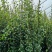 风车茉莉爬藤植物庭院阳台室内盆栽花苗四季开好养花卉耐热浓
