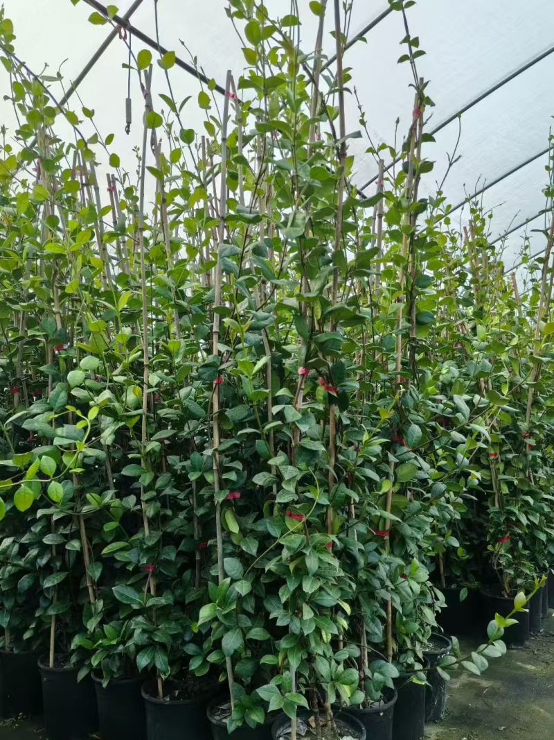 风车茉莉爬藤植物庭院阳台室内盆栽花苗四季开好养花卉耐热浓
