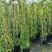 风车茉莉爬藤植物庭院阳台室内盆栽花苗四季开好养花卉耐热浓