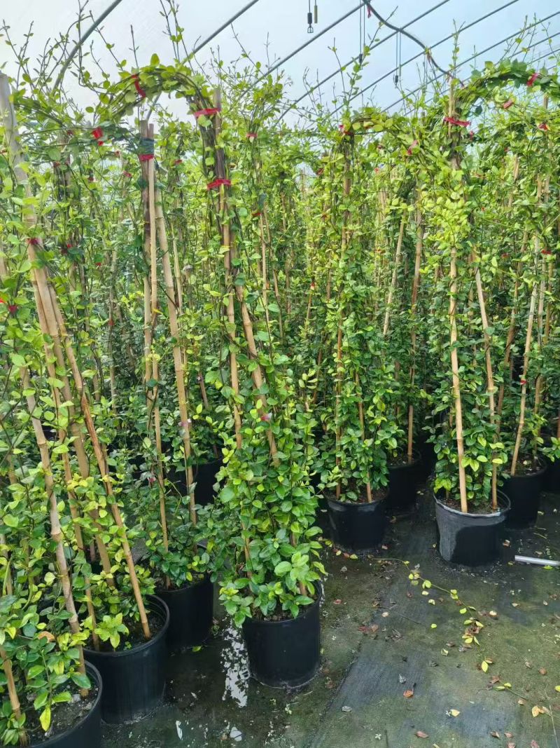 风车茉莉爬藤植物庭院阳台室内盆栽花苗四季开好养花卉耐热浓