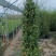 风车茉莉爬藤植物庭院阳台室内盆栽花苗四季开好养花卉耐热浓