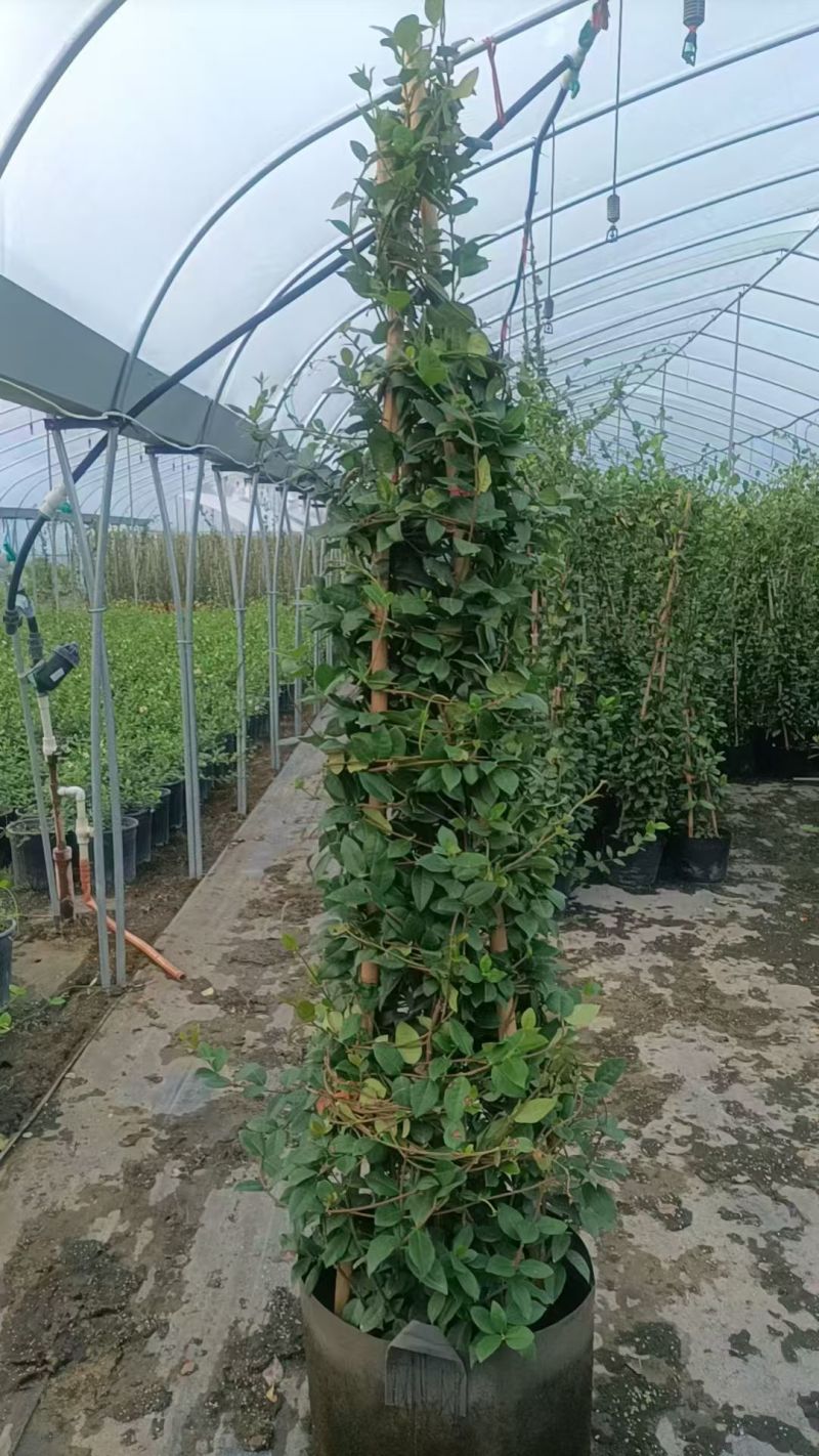 风车茉莉爬藤植物庭院阳台室内盆栽花苗四季开好养花卉耐热浓