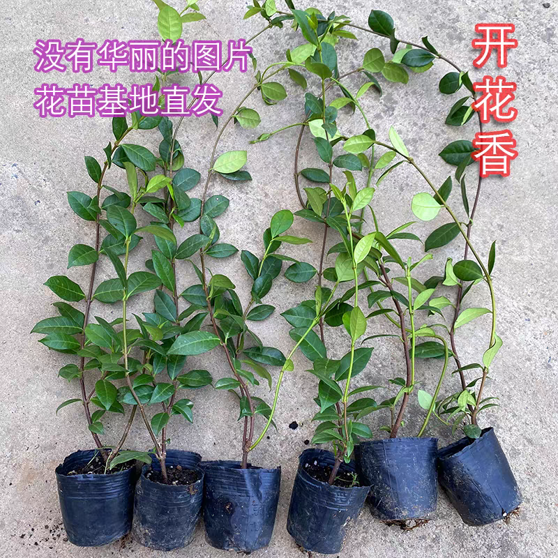风车茉莉爬藤植物庭院阳台室内盆栽花苗四季开好养花卉耐热浓