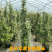 风车茉莉爬藤植物庭院阳台室内盆栽花苗四季开好养花卉耐热浓