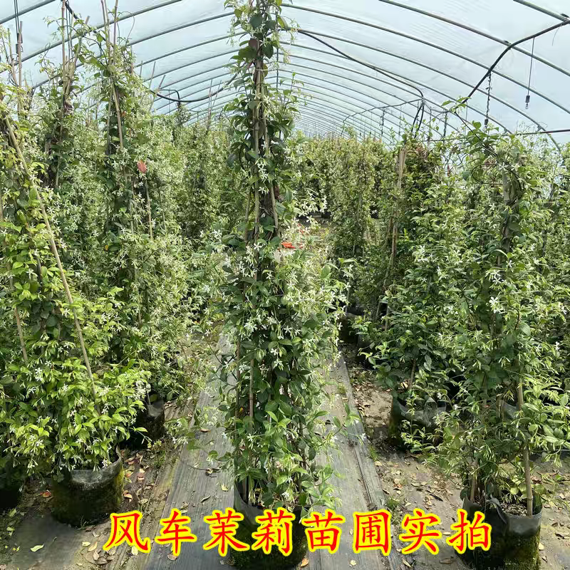 风车茉莉爬藤植物庭院阳台室内盆栽花苗四季开好养花卉耐热浓