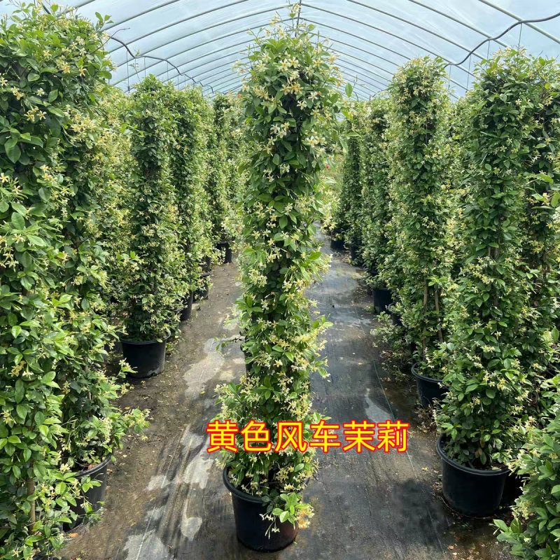 风车茉莉爬藤植物庭院阳台室内盆栽花苗四季开好养花卉耐热浓