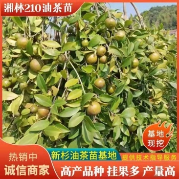 湘林系.长林系列油茶裸根苗.杯苗基地直销手续齐全